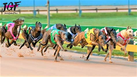 australian greyhound results|dog racing results today.
